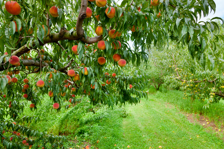 peach-tree